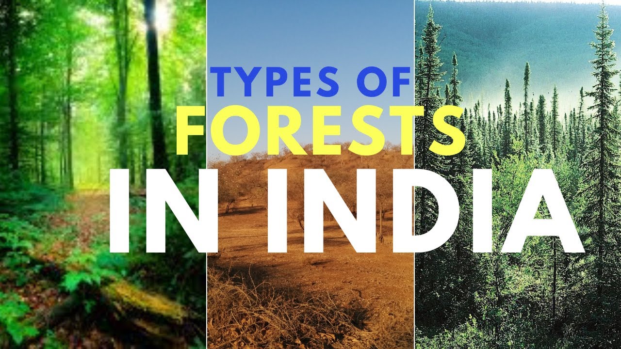 Types of Forests in India || Ascension Talks