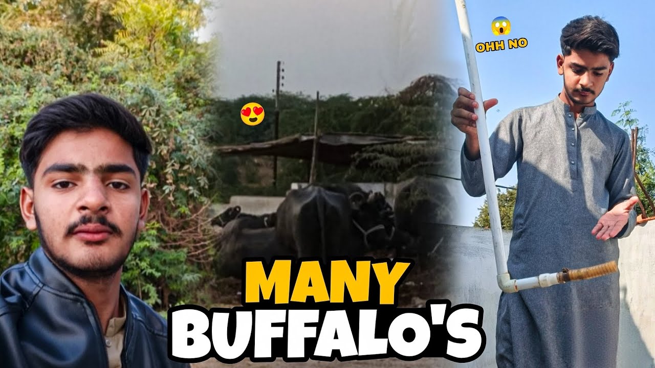 Aaj pipe Tut Gaya 😯 or aur aj friends ke sath Buffalos dakhi 😍