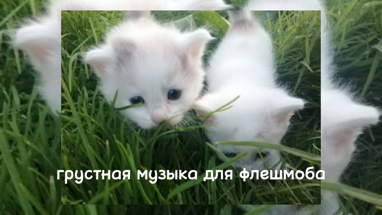 🕷️ГРУСТНАЯ МУЗЫКА ДЛЯ ФЛЕШМОБА 🕷️