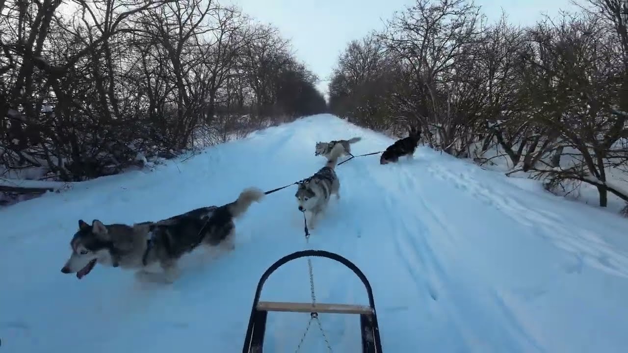 2026.01.10. 4 Husky - Sled - 6km