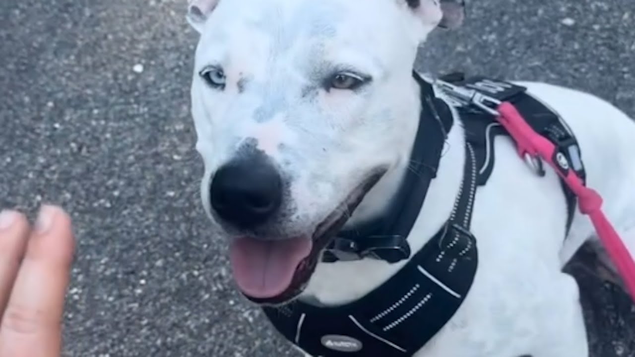 Deaf dog's unbelievable reaction after adoption