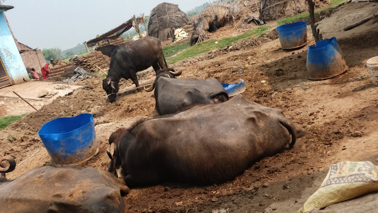 स्क्रैनकास्ट  #लाइव अप 25 बरेली 💸 #ग्राम लहार #उत्तर प्रदेश लाइफ में #आए और #एक दूसरे को सपोर्ट करें