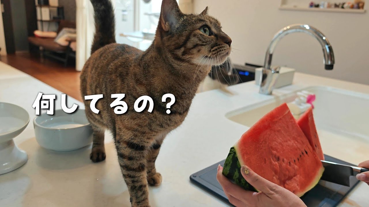 1玉16kgもあるスイカを猫の目の前で食べてみた
