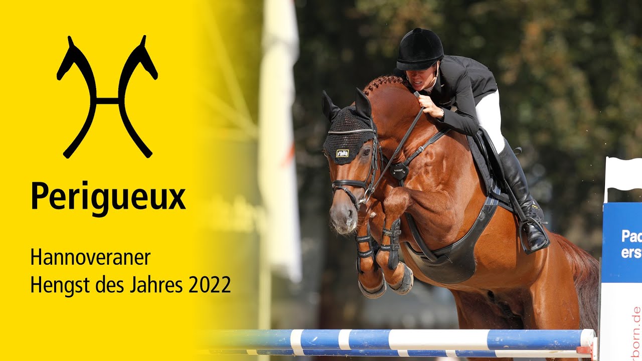 Hannoveraner TV - Perigueux Hengst des Jahres 2022