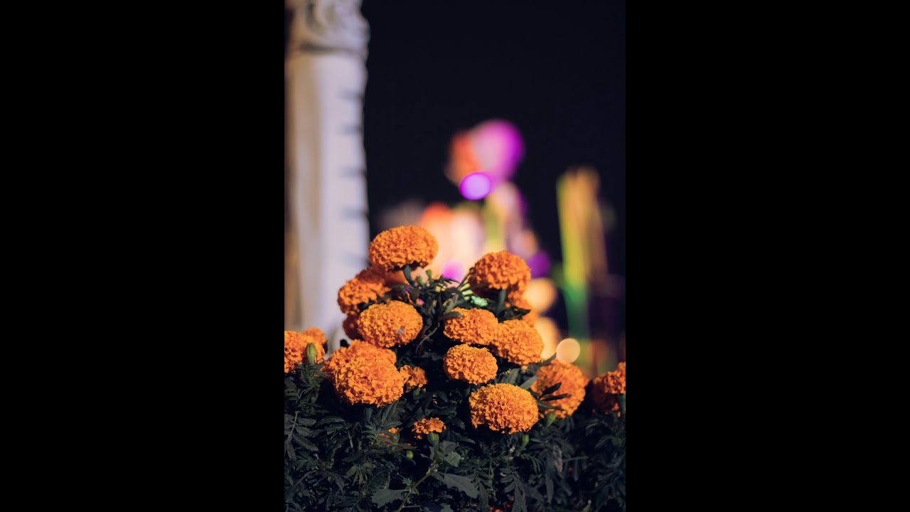 Tradici&oacute;n Milenaria: Una celebraci&oacute;n a la muerte en vida | Documental Corto