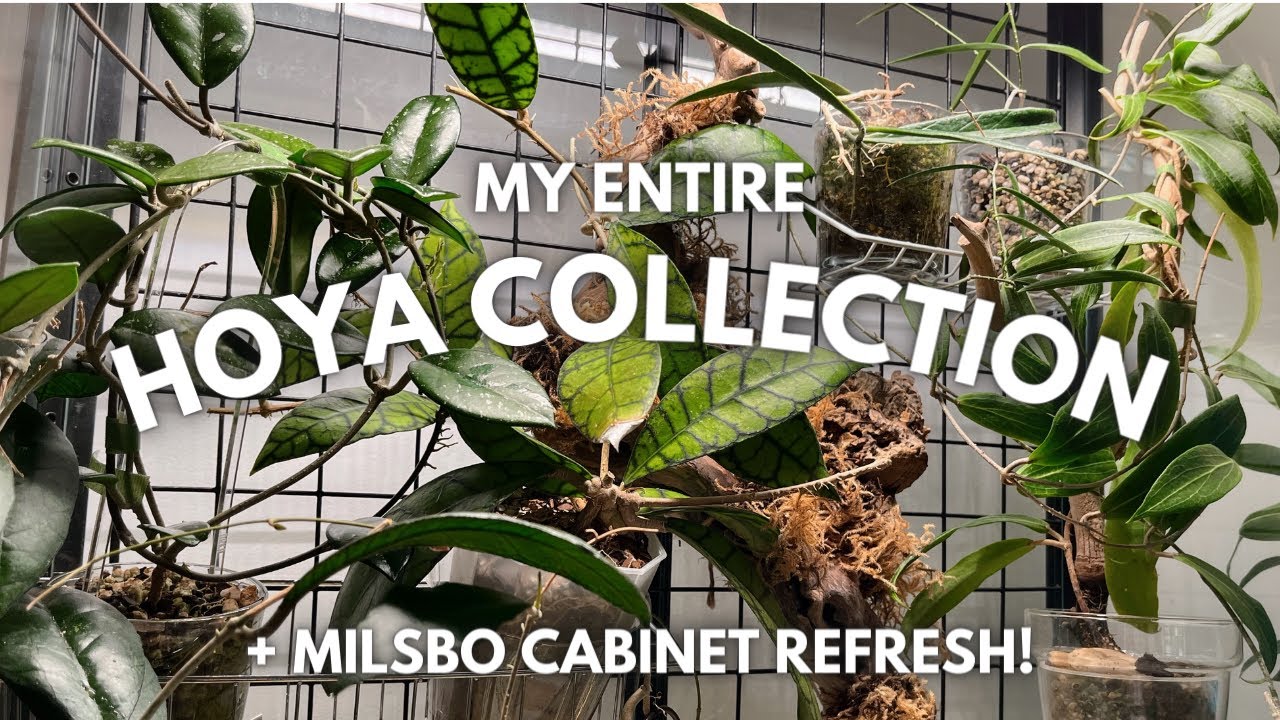 Hoya cabinet refresh featuring my entire hoya collection!