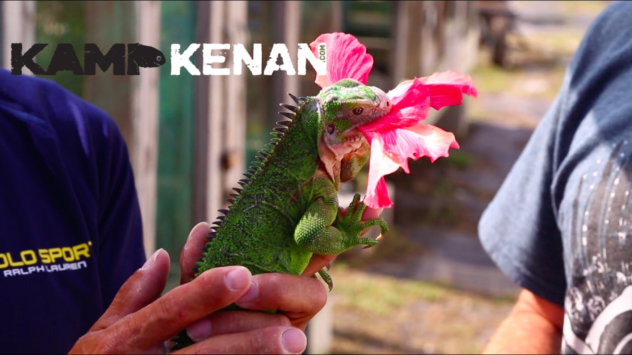 Beautiful Lesser Antillean Iguana!
