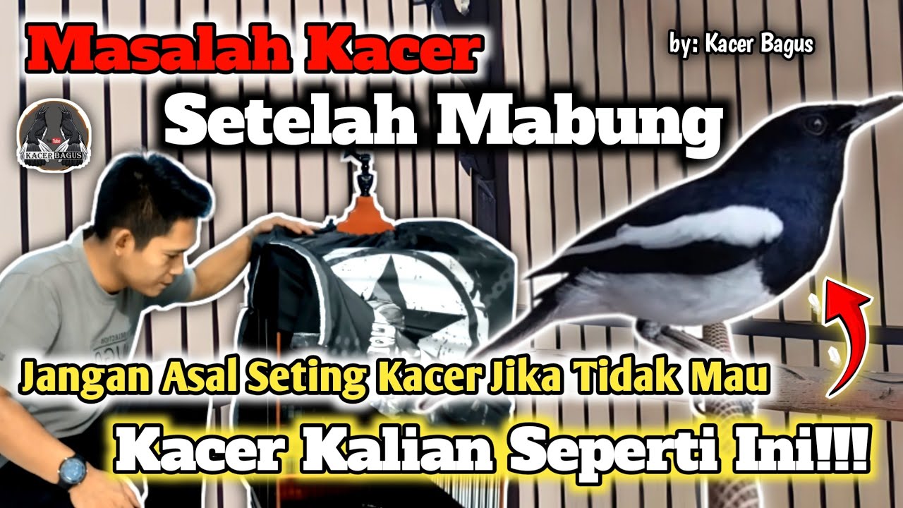 Perawatan Kacer Setelah Mabung || Ini Caranya Agar Kacer Gacor Buka Ekor Bongkar Materi On Konslet