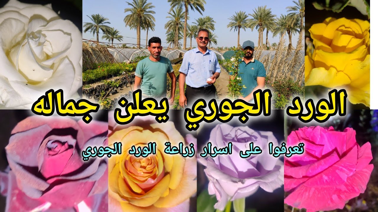 الورد الجوري يعلن عن جماله معكم بجولة في مشتل بابل لهواة الزهور الفرع الثالث العراق 🇮🇶 بابل الحلة