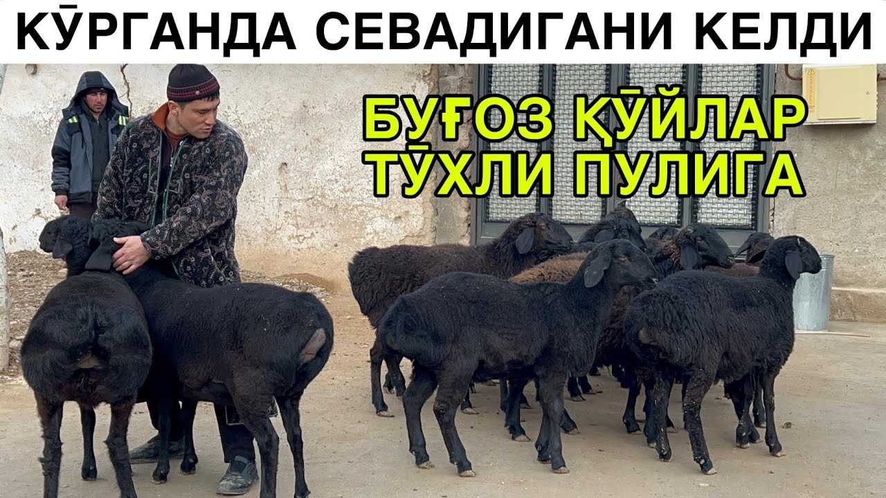 МАНАБУ СИФАТ ☎️+9989773902503 ☎️+998976732000