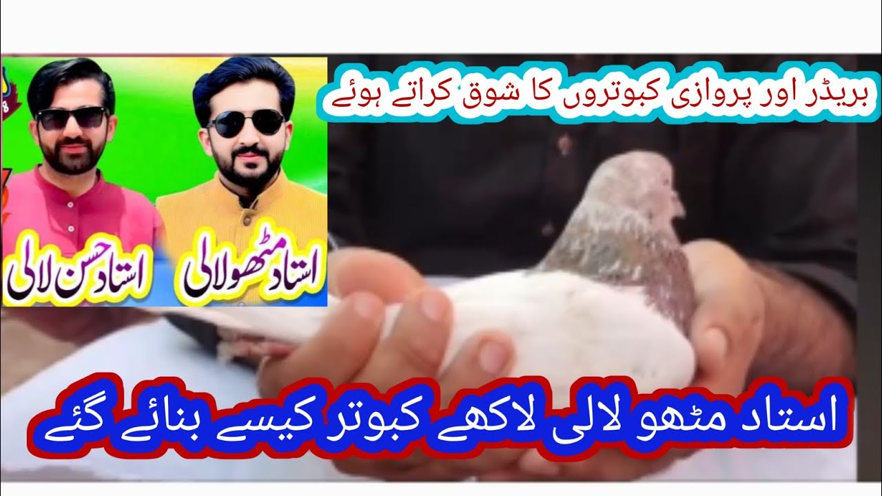 Ustad mithu Lali Lakha bread kabotar#awesome pigeon#parwazikaboter#trendig#