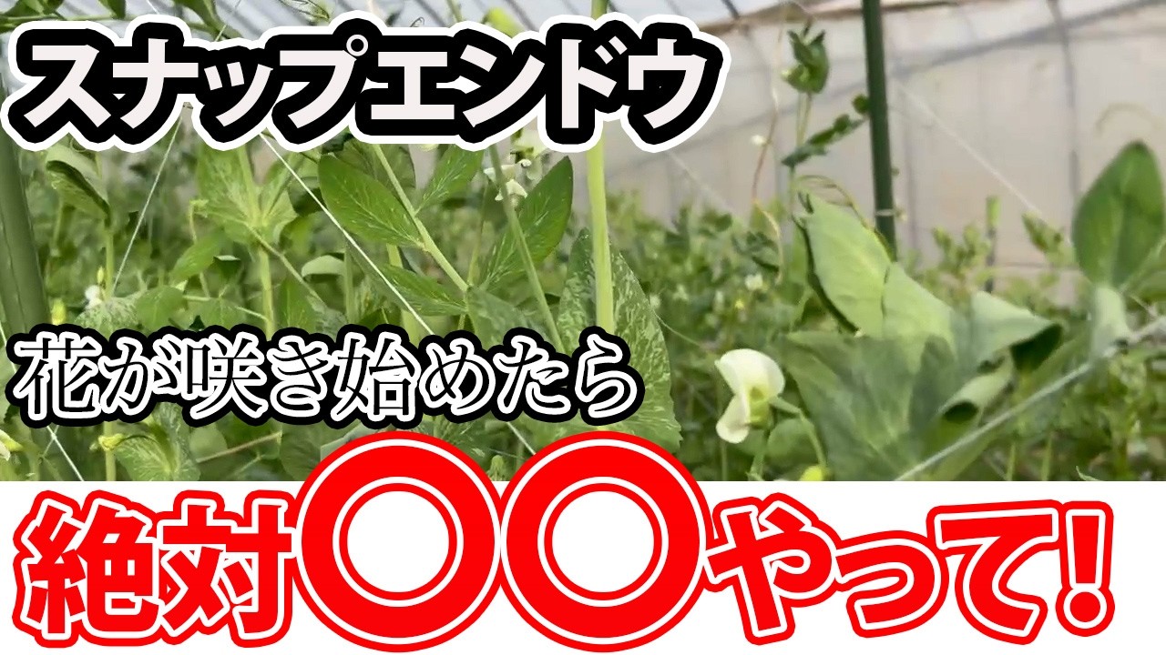 【スナップエンドウ】花が咲いたらコレだけはやってください！！