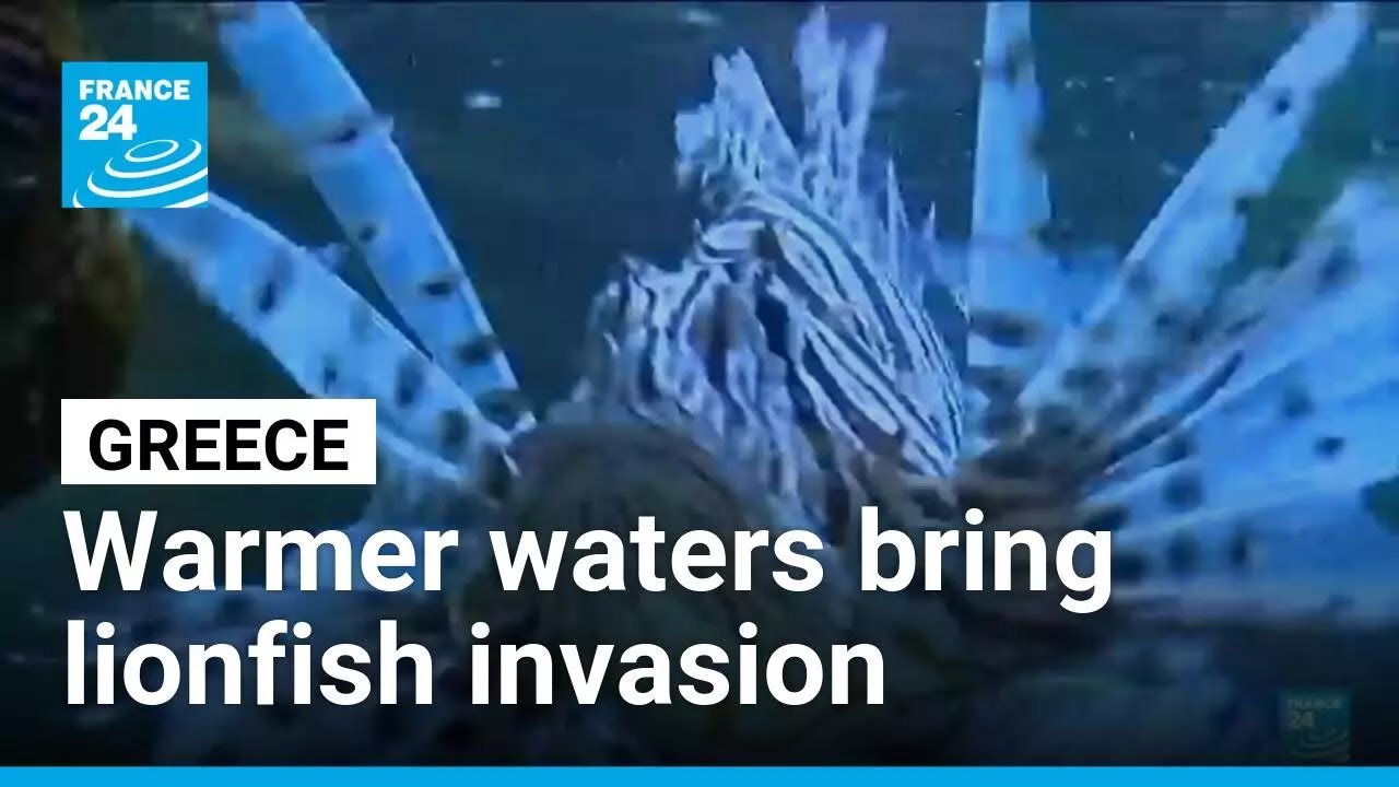 Greece’s gastronomic solution to invasive lionfish problem • FRANCE 24 English