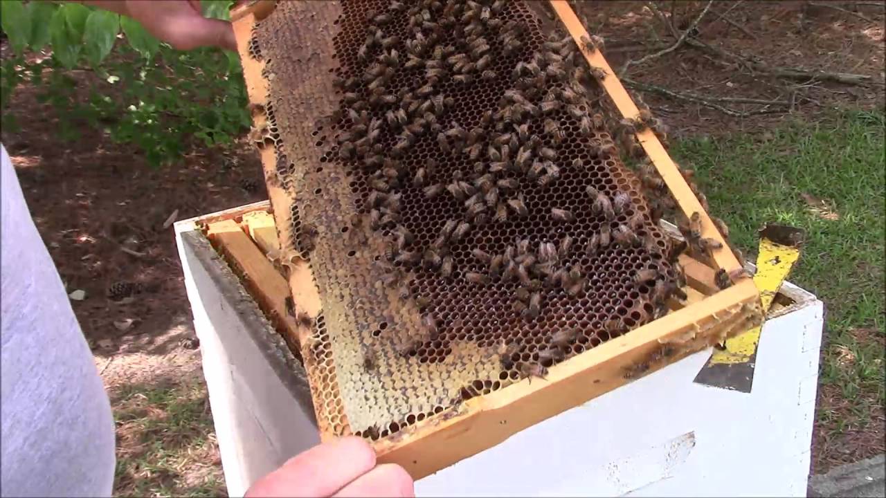 No queen? What can you do? Check this out