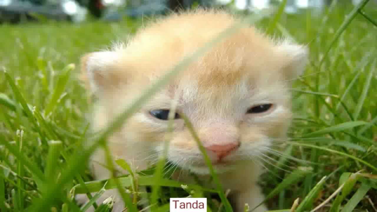 Video kucing lucu Weird Cat Eating Metode Video Video Hewan Lucu video lucu