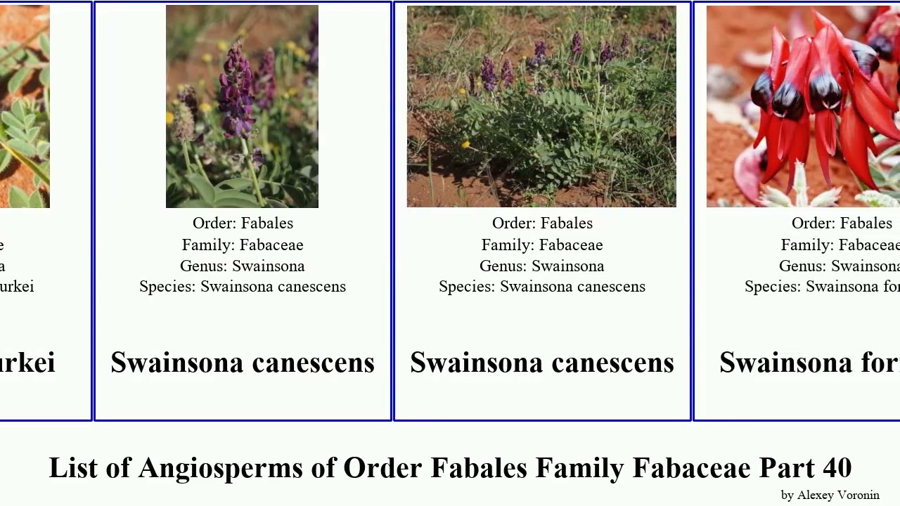 List of Angiosperms of Order Fabales Family Fabaceae Part 40 swainsona swartzia lupine milkvetch