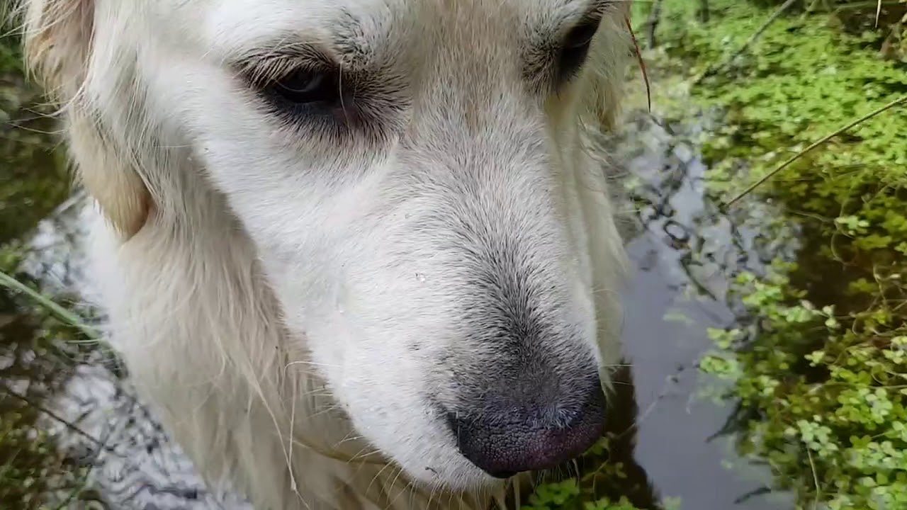 TOBY refuses to Leave the Swamp! 💦