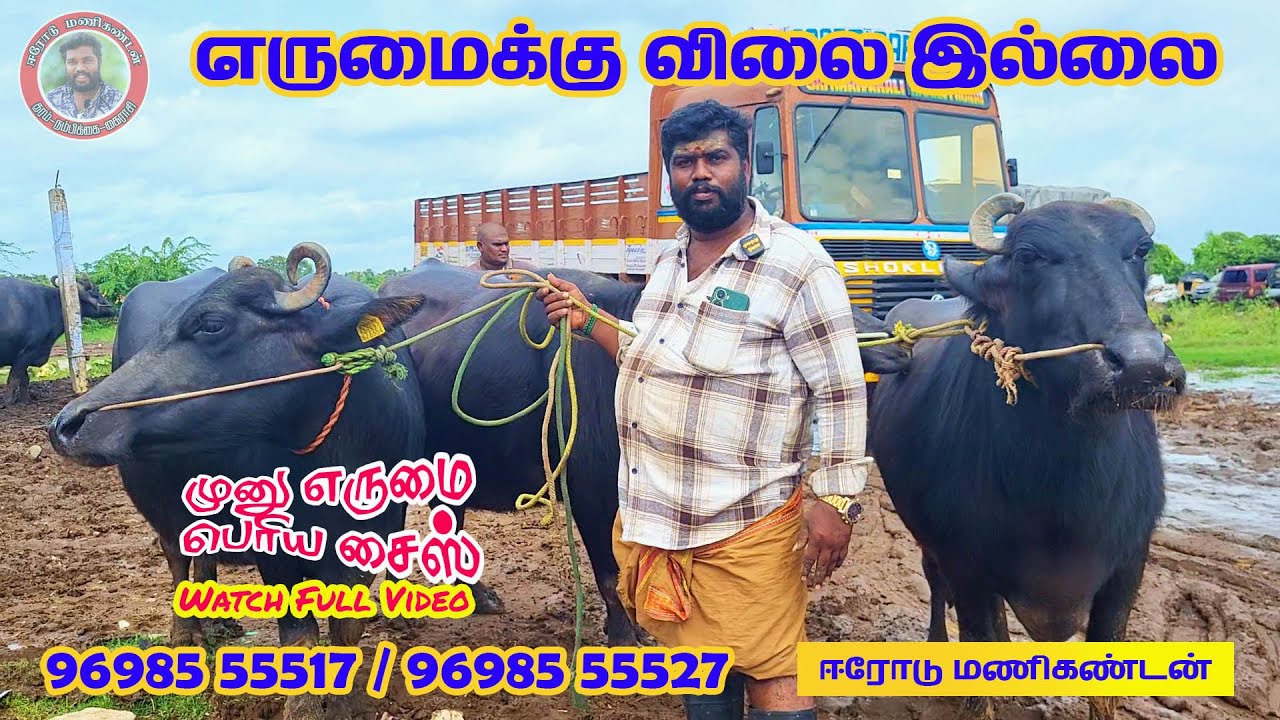 У буйвола нет цены #буйвол #buffalovideo #erodebuffalomarket #hfcow #cowvideos #cowfarm #cow