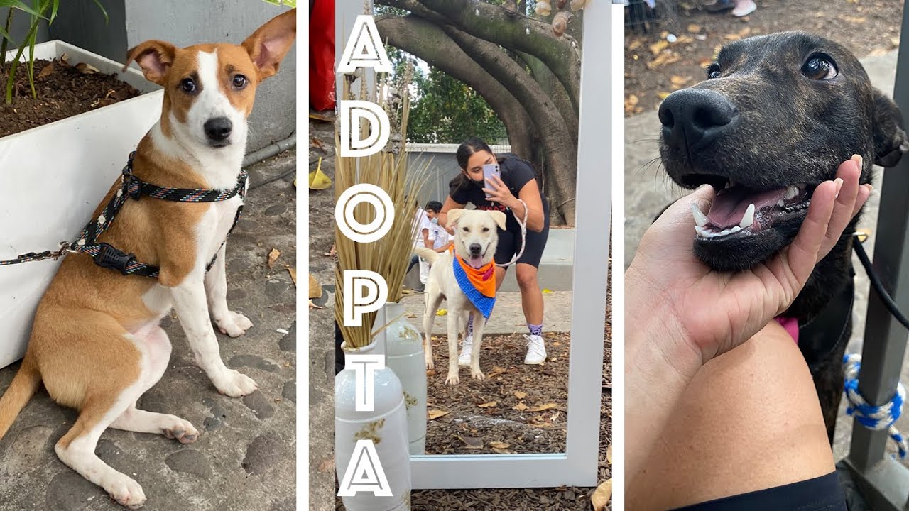 VLOG &iexcl;ACOMP&Aacute;&Ntilde;AME A ADOPTAR PERRITOS! | LAURA CORT&Eacute;S |