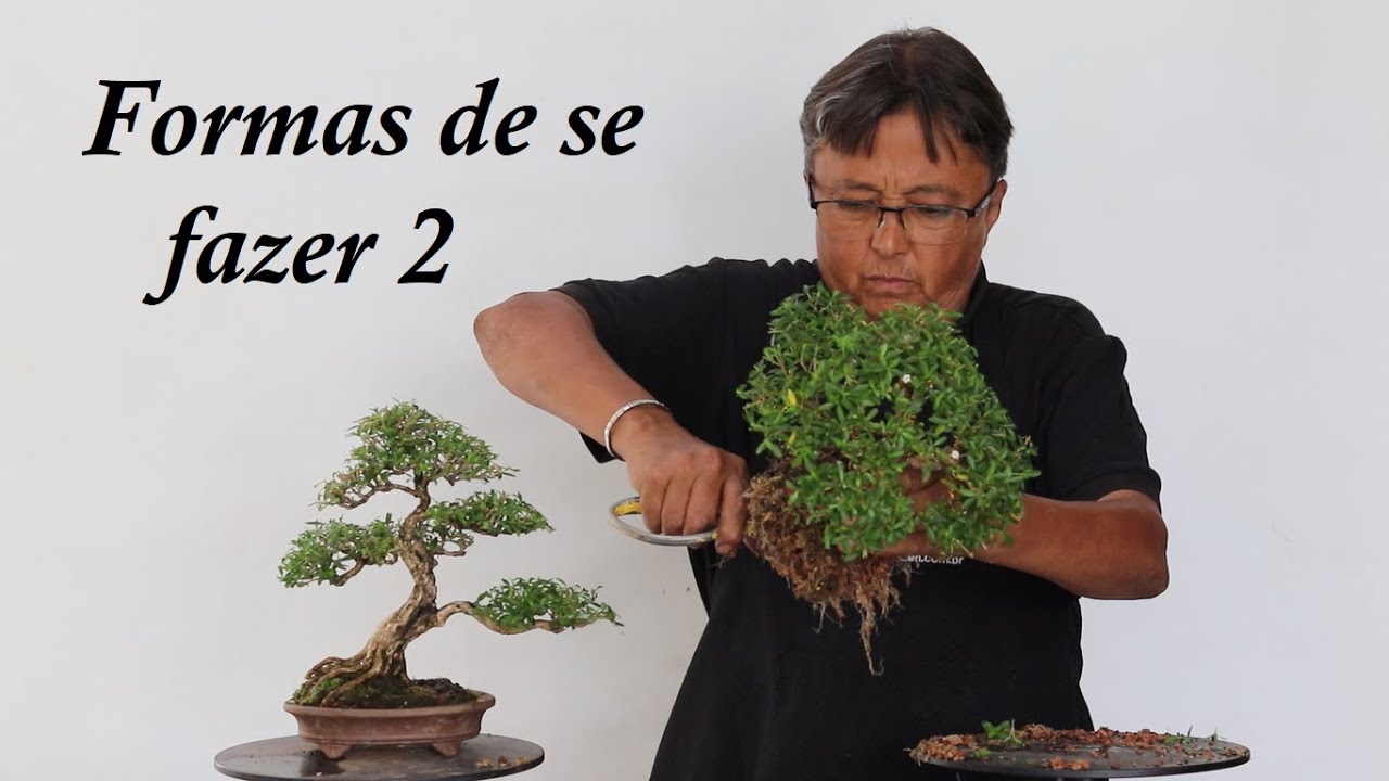 Formas de se fazer bonsai 2