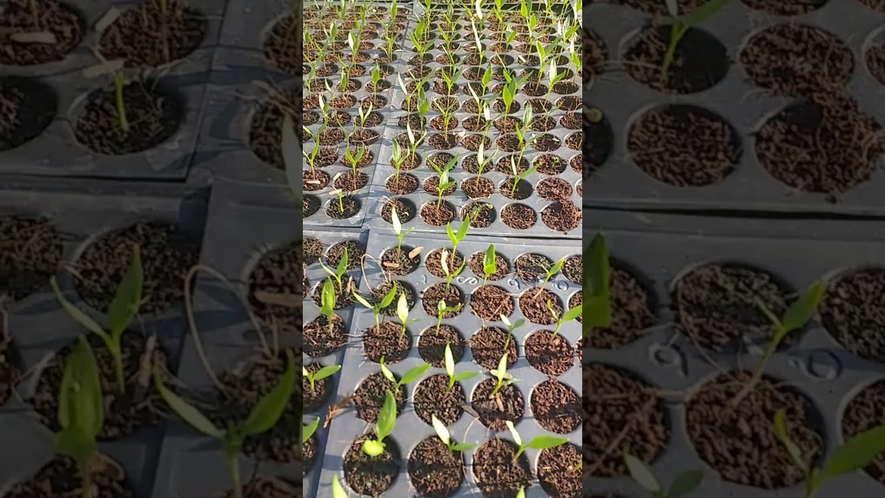 red and yellow capsicum soilless nursery in cocopeat