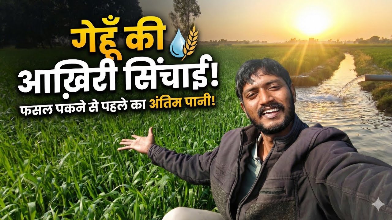 Fasal Pakne Ko Taiyar : Khet Me Aakhri Kaam!🌾