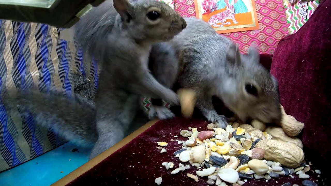 Orange Sparkle House PART 3 (sibling Rivalry)