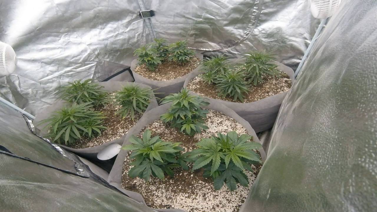 xgames-spydrx+-v1-18-f1-11