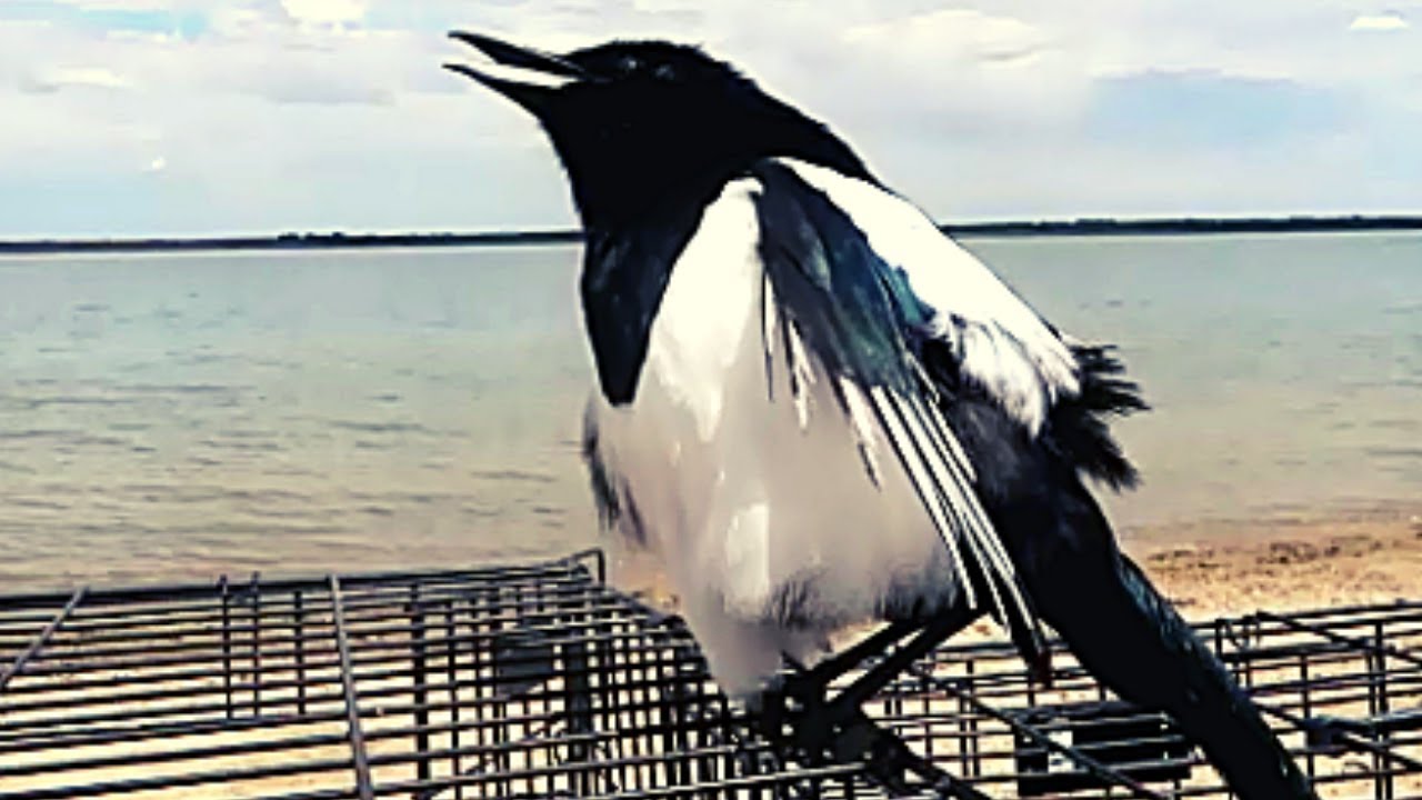 Pet Magpie and Crow at the Beach