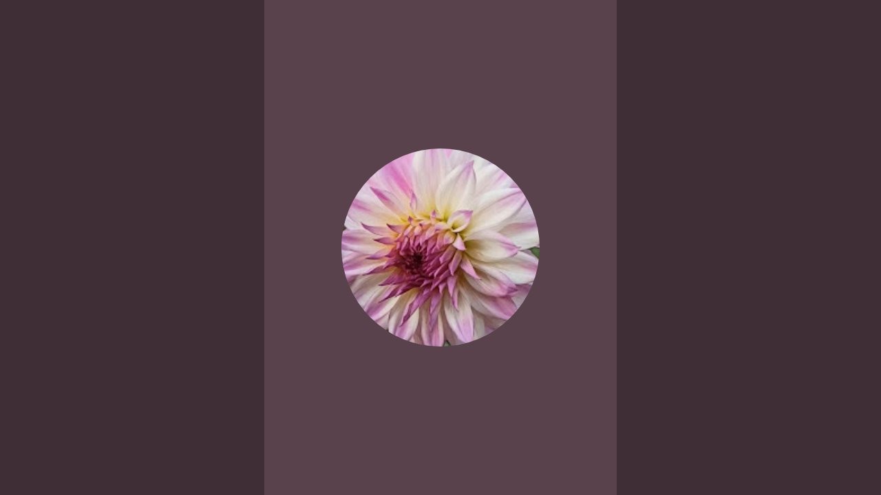 Flower Video | Nature Video | Beautiful Flowers | Blessing of Nature