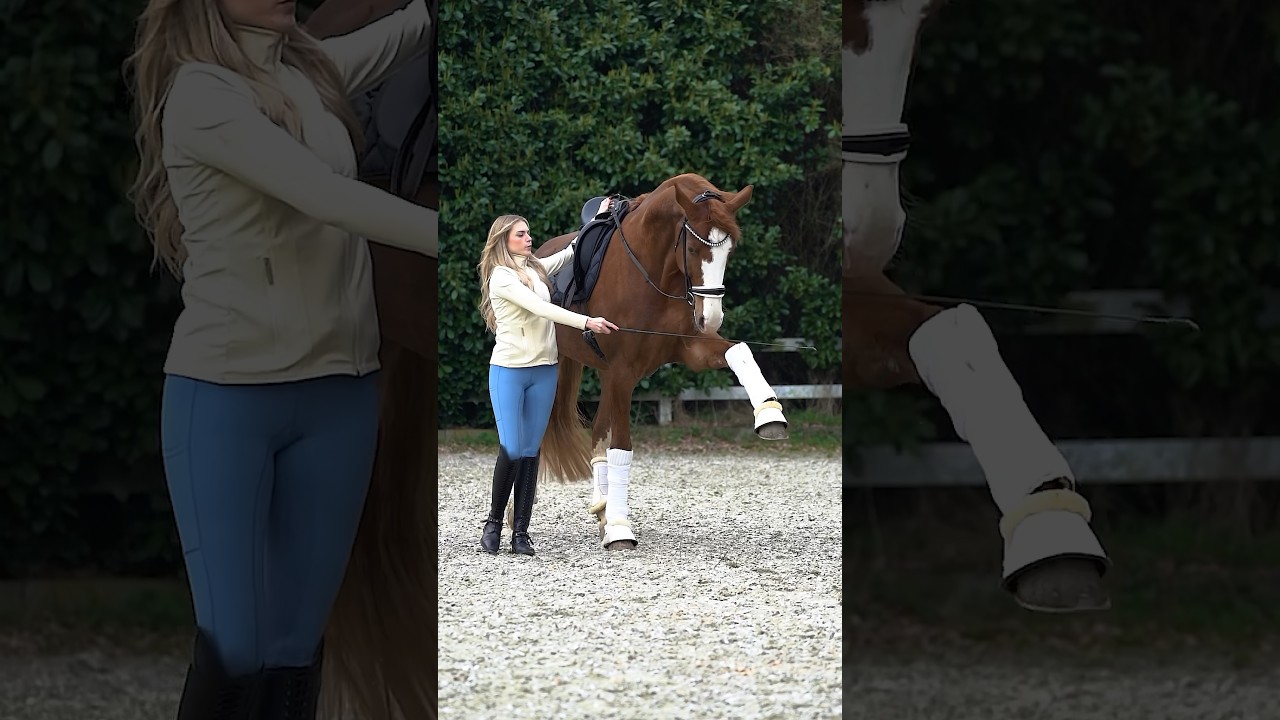 Fiabesco 🔥 #horses #equestrian #dressage #handarbeit #bodenarbeit