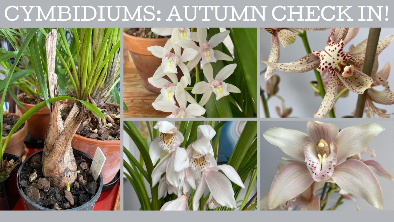 Cymbidium orchids: Autumn | Fall check in!