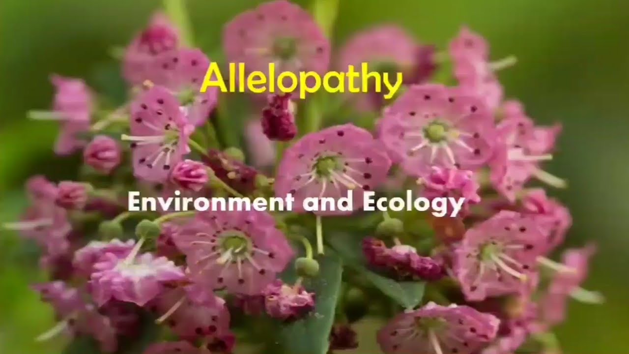Allelopathy | Allelopathic plants | Ecology and Environment | allelopathy in hindi | effect types