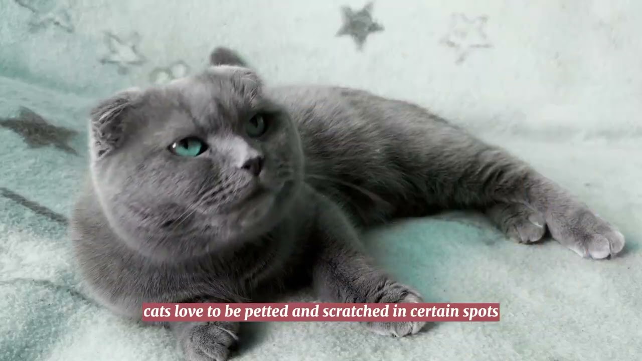 All About Cats: A Comprehensive Guide to Feline Care and Playtime