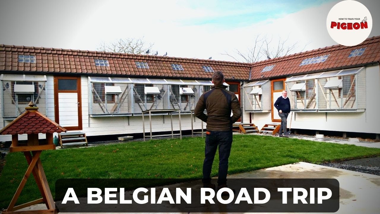 Ep.63 Collecting Belgian Racing Pigeons