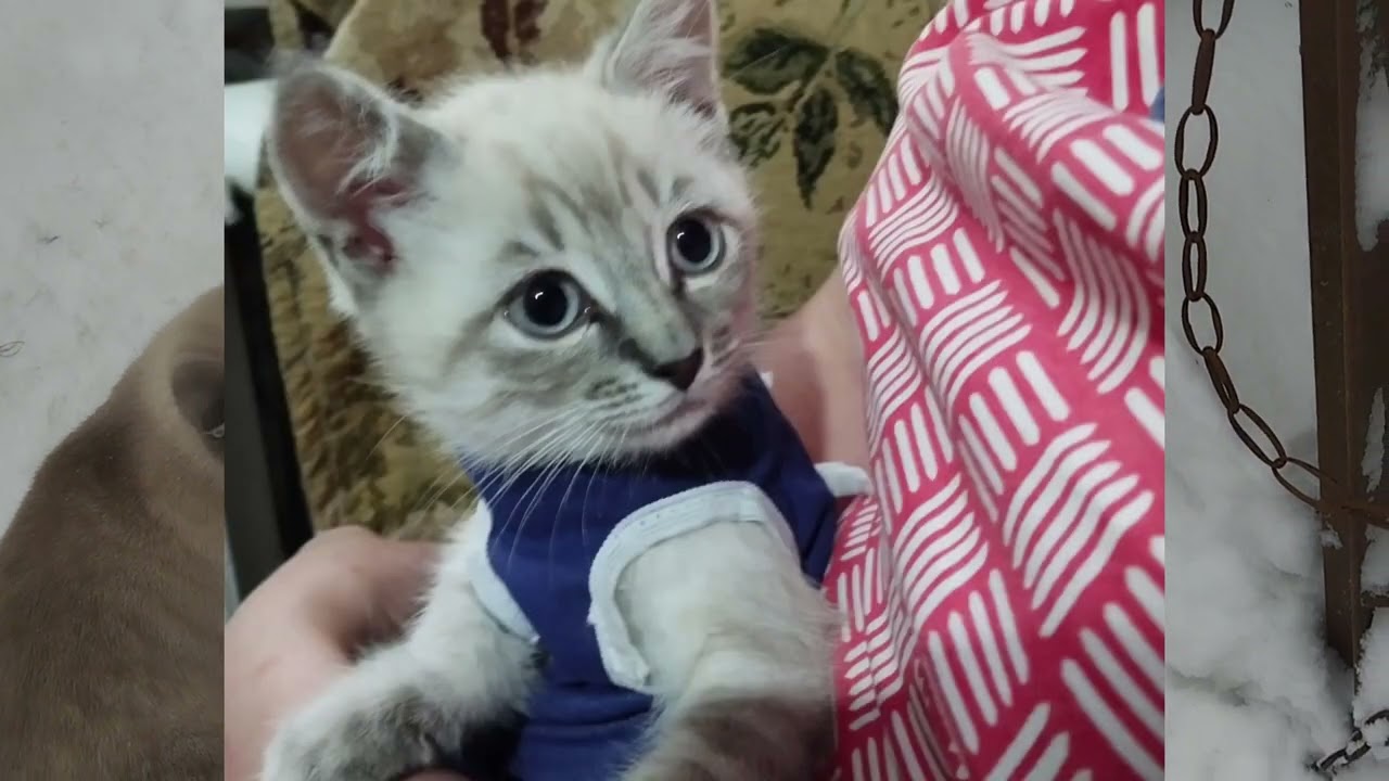 Ось так і зимуєм.