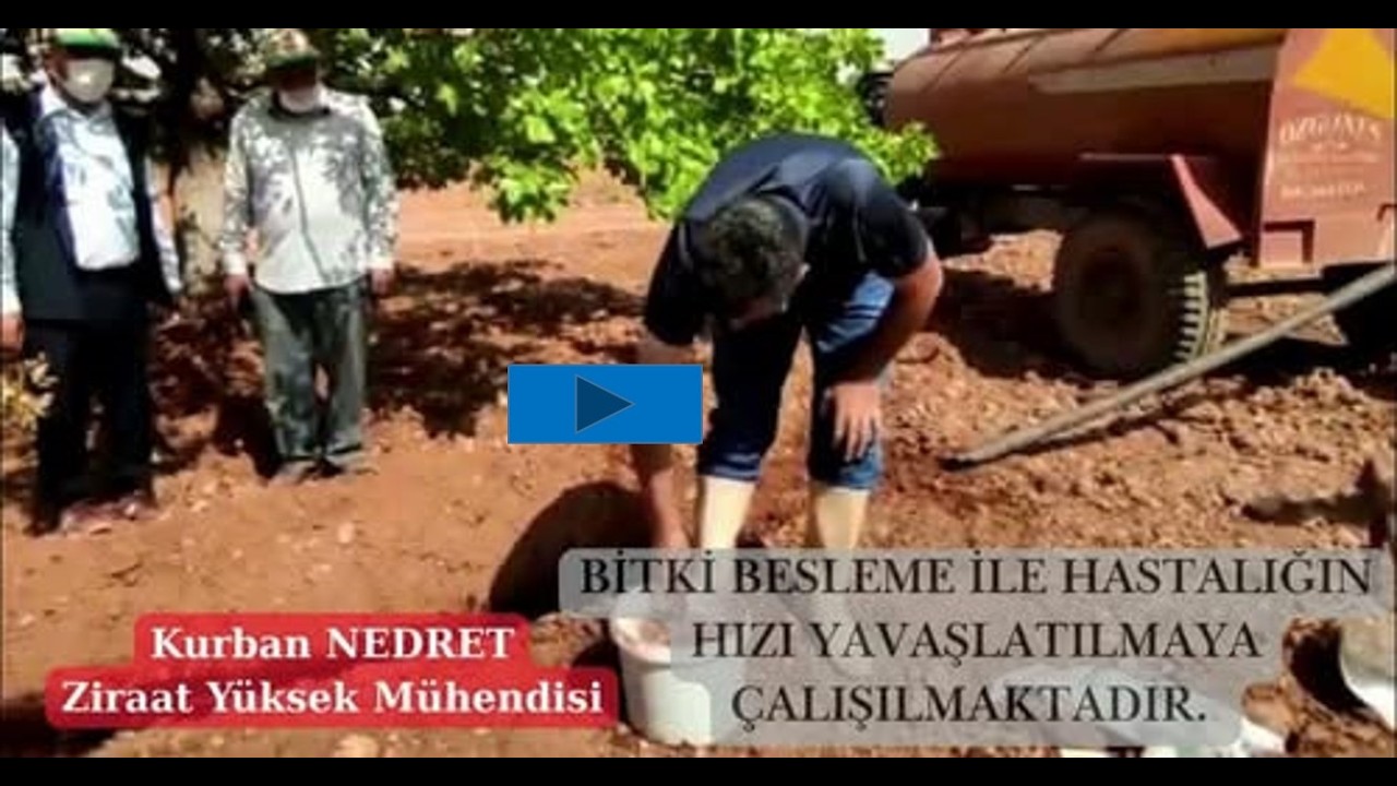 #Antepfıstığında fitoplasma hastalığının kimyasal mücadelesi yoktur.