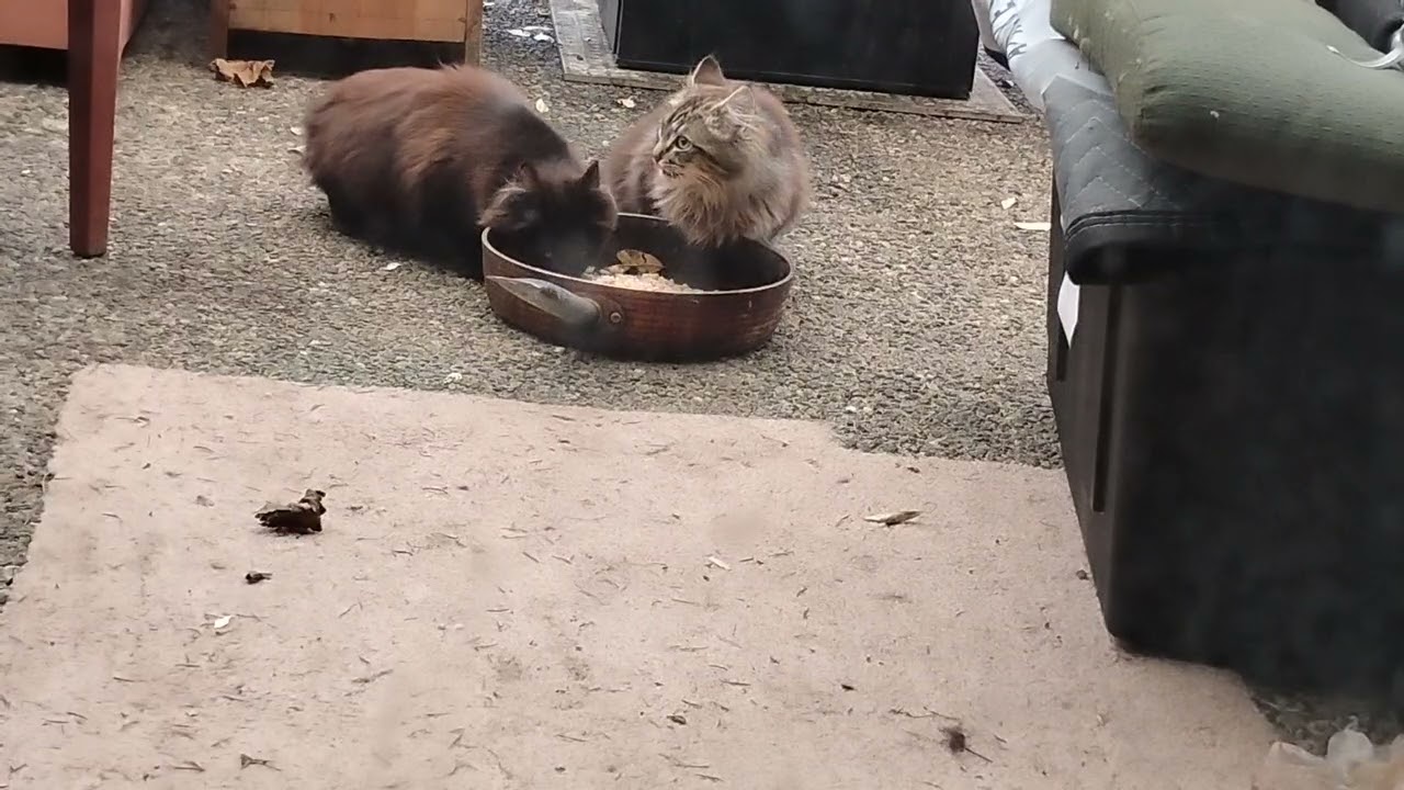 Two wild cat 🐈😺#viralvideo 