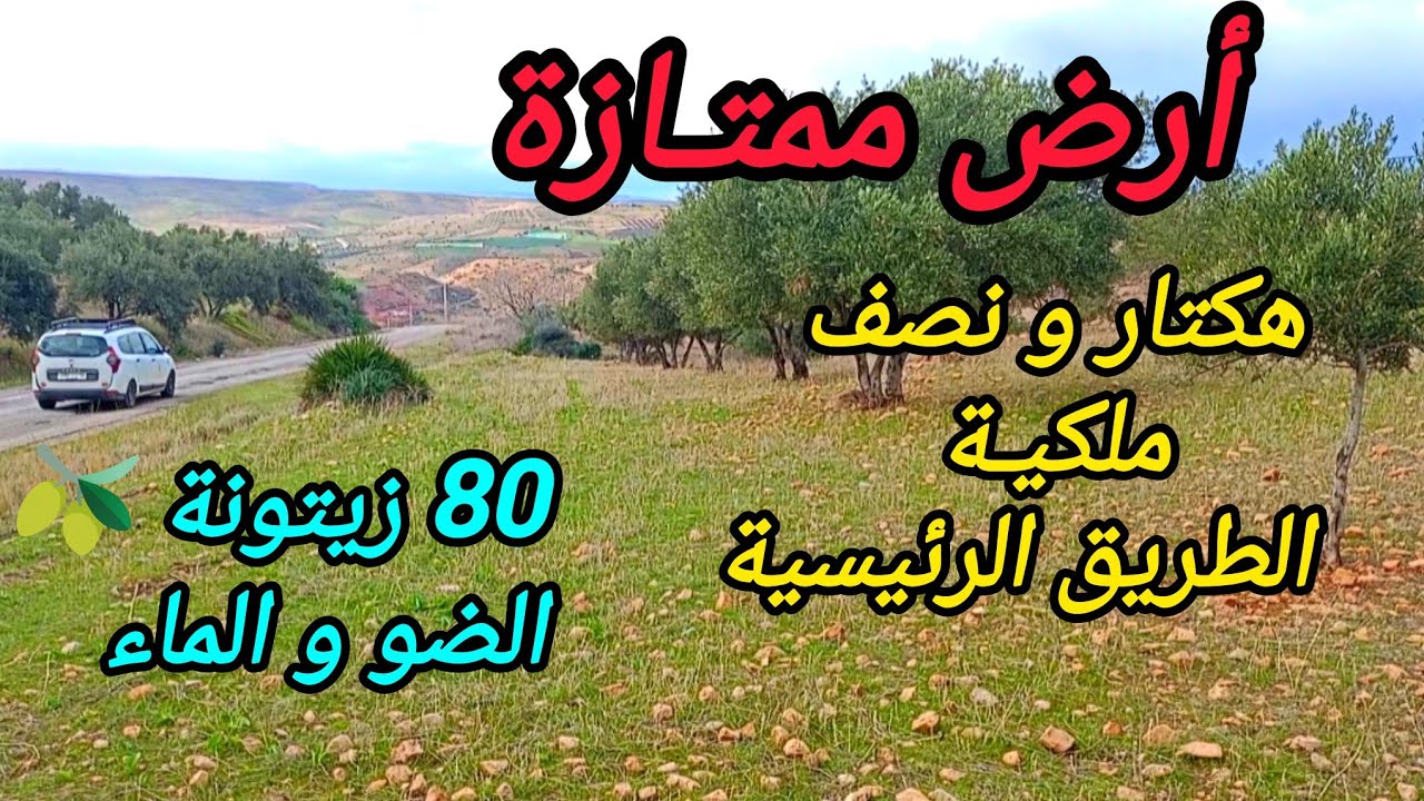 2026-2-3 : هكتار و نصف ملكية على الطريق الرئيسية ، 80 زيتونة 🫒 الضو و الماء . الهاتف ☎️ 0652902061