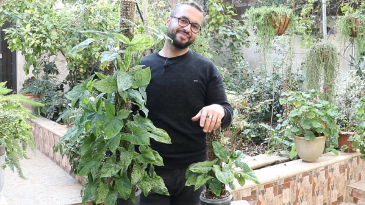 syngonium mojito نبات رجل البطة