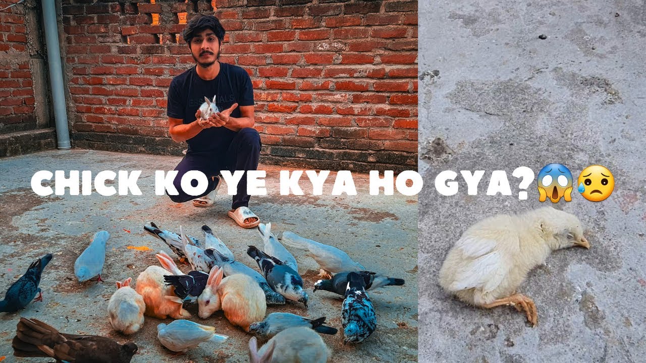 Chick ko ye kya ho Gaya 😱🥲 | ROOFTOP ZOO