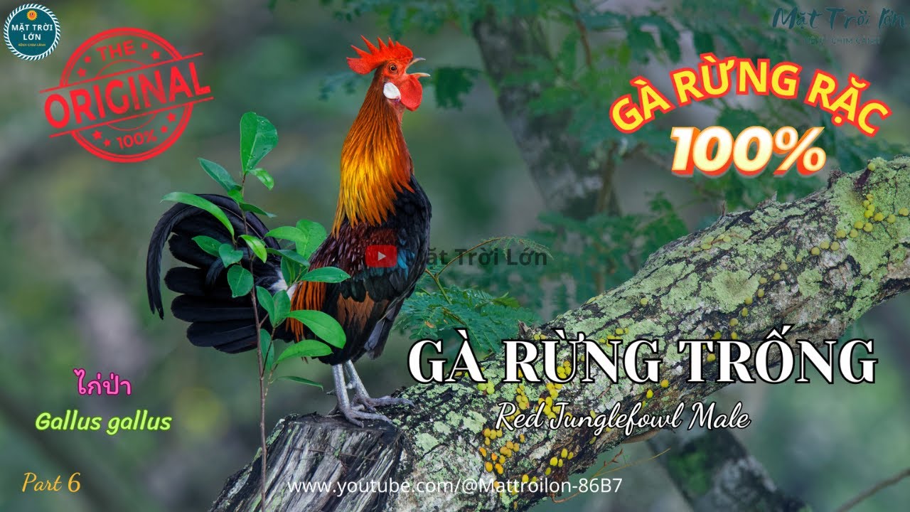 ✅Tiếng Gà trống rừng rặc chuẩn không tạp âm cuối mùa 2025 | Red Junglefowl best sond calling (P6)