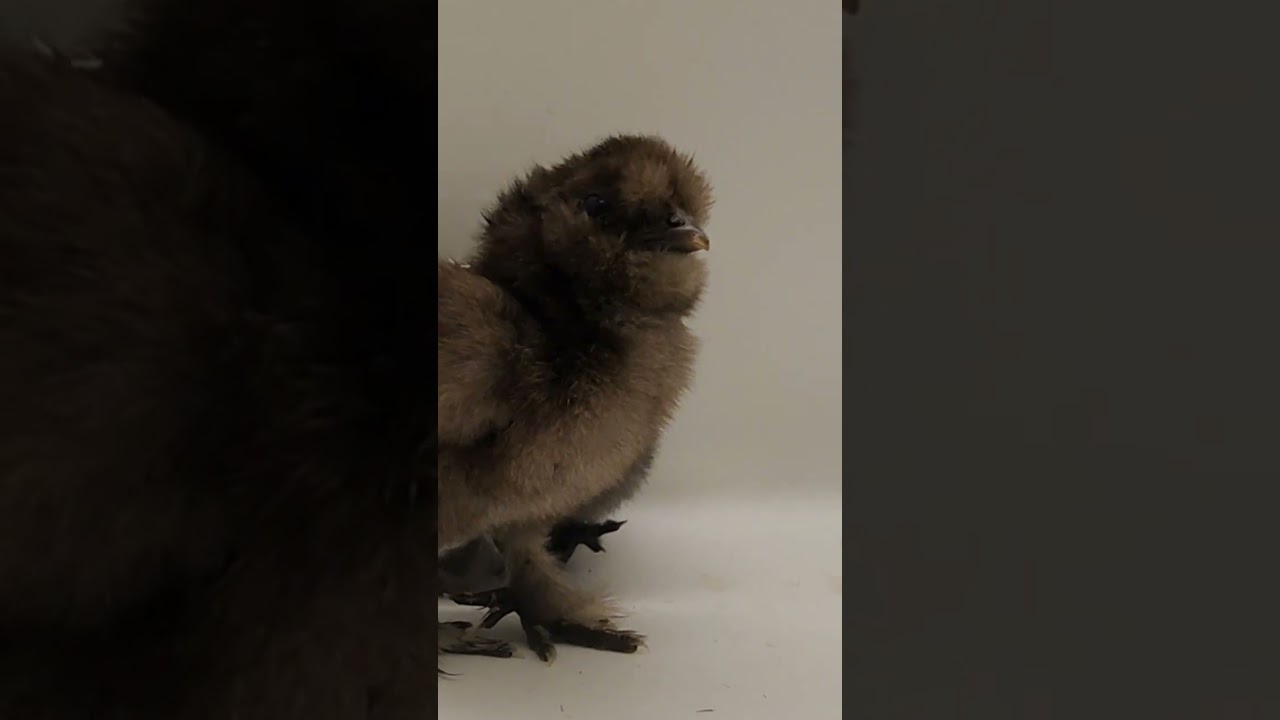 the only 2 silkies we hatched out of this batch, they're best buds already❤️ #silkiechicken #silkies