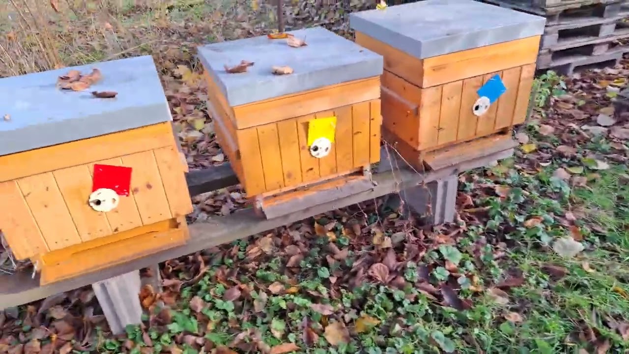 Včely  16.11.25 Písecko 8°C - orientace česen, velký rozdíl v prohřátí přední stěny úlu, vyprášení