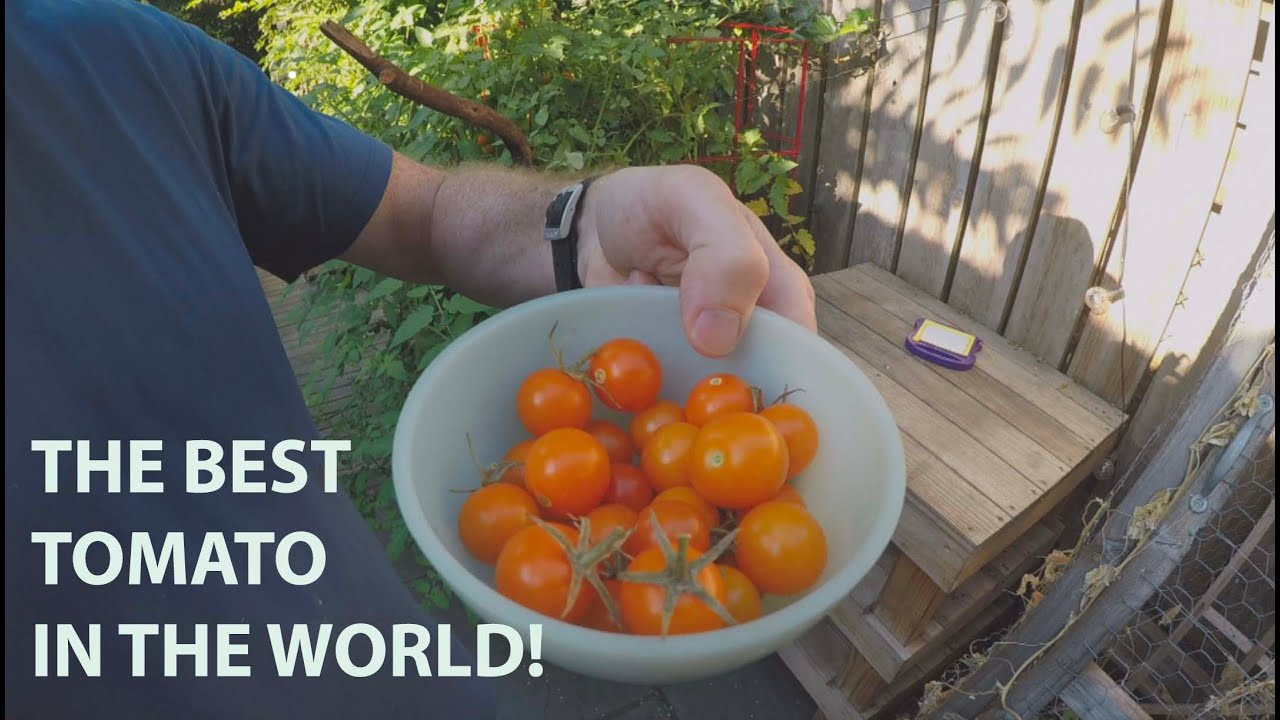 TRIBUTE TO THE SUN GOLD TOMATO