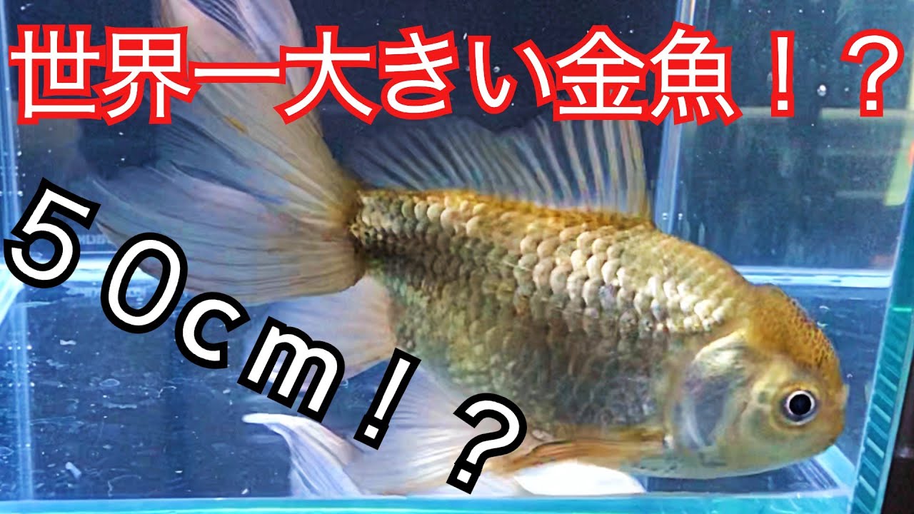 世界一大きい金魚を飼う！その金魚の名は！？