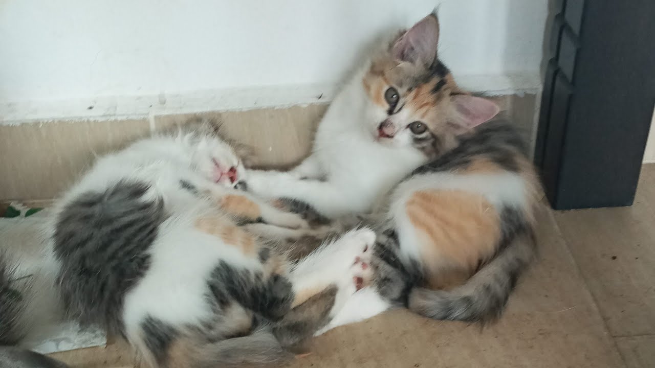 Cats & kittens are 852 & 761 & 687 & 604 & 503 & 486 & 438 & 362 & 247 & 209 & 109 &269 &203 &101&67