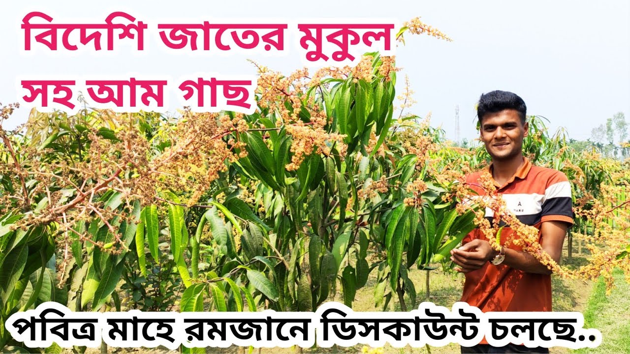 বিদেশি জাতের মুকুল সহ আম গাছ কিনুন খুব সীমিত মূল্য যোগাযোগ 01300572562 