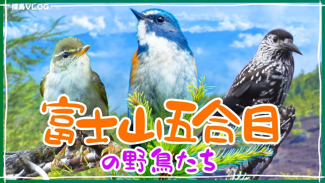 富士山五合目で野鳥探し～ ルリビタキのさえずり、初めて聞いた！ 《野鳥撮影vlog》｜ルリビタキ、ホシガラス、メボソムシクイ