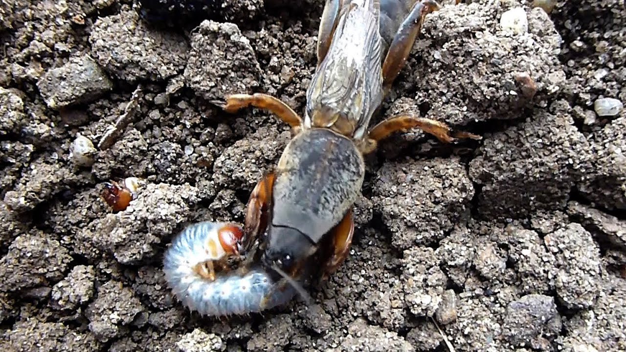La courtilière ou taupe-grillon (Gryllotalpa gryllotalpa) et le ver blanc, par André Lequet